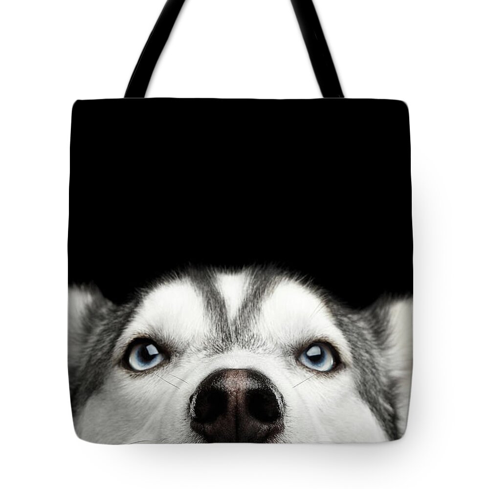 Dog Tote Bag featuring the photograph Close-up Head of peeking Siberian Husky by Sergey Taran