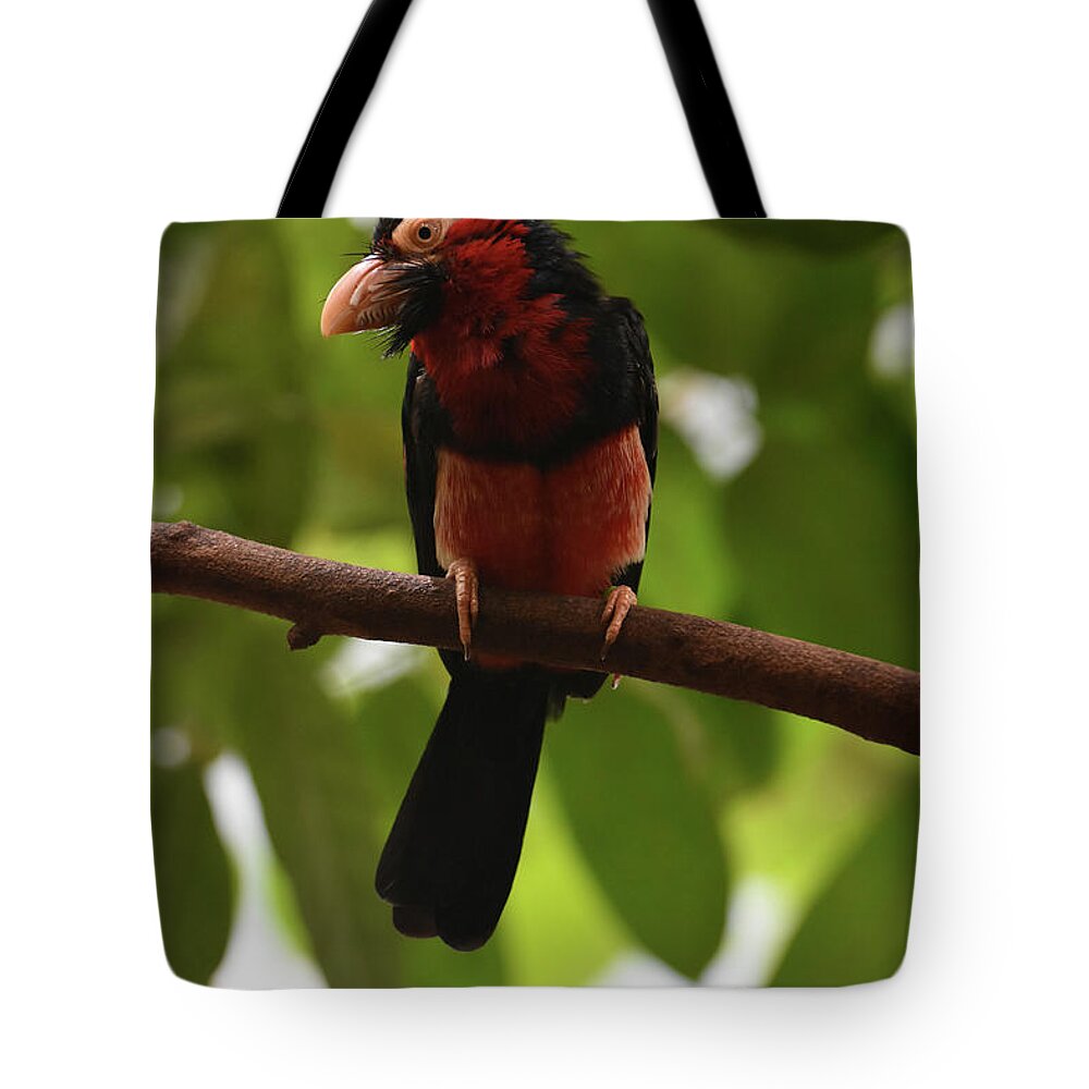 Bearded-barbet Tote Bag featuring the photograph Close Up Look at a Bearded Barbet Bird in a Tree by DejaVu Designs