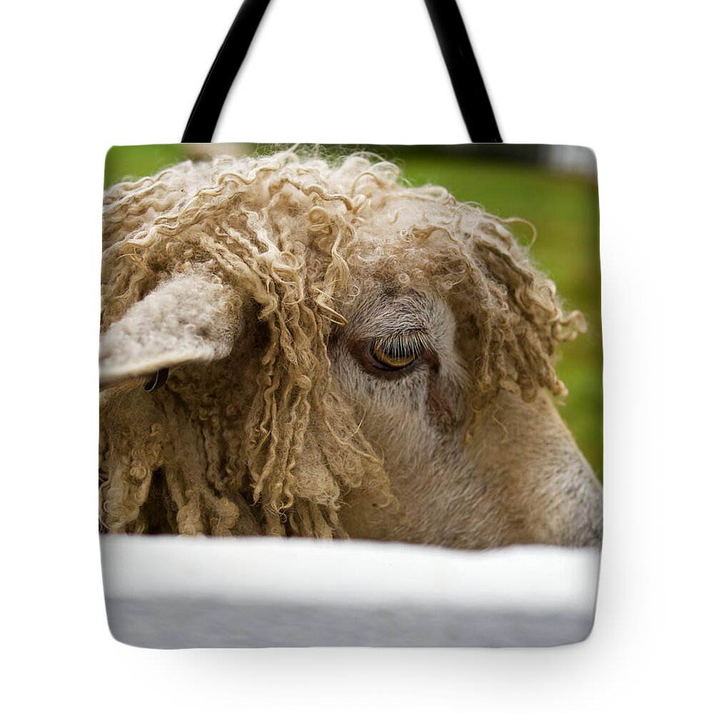 Sheep Tote Bag featuring the photograph Close-up of Leicester Longwool by Lara Morrison