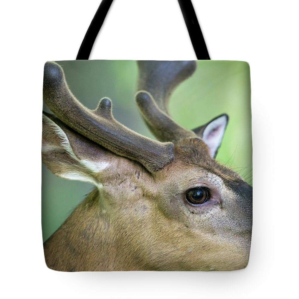 Whitetail Deer Tote Bag featuring the photograph Close up of whitetail deer buck with velvet antlers by Dan Friend