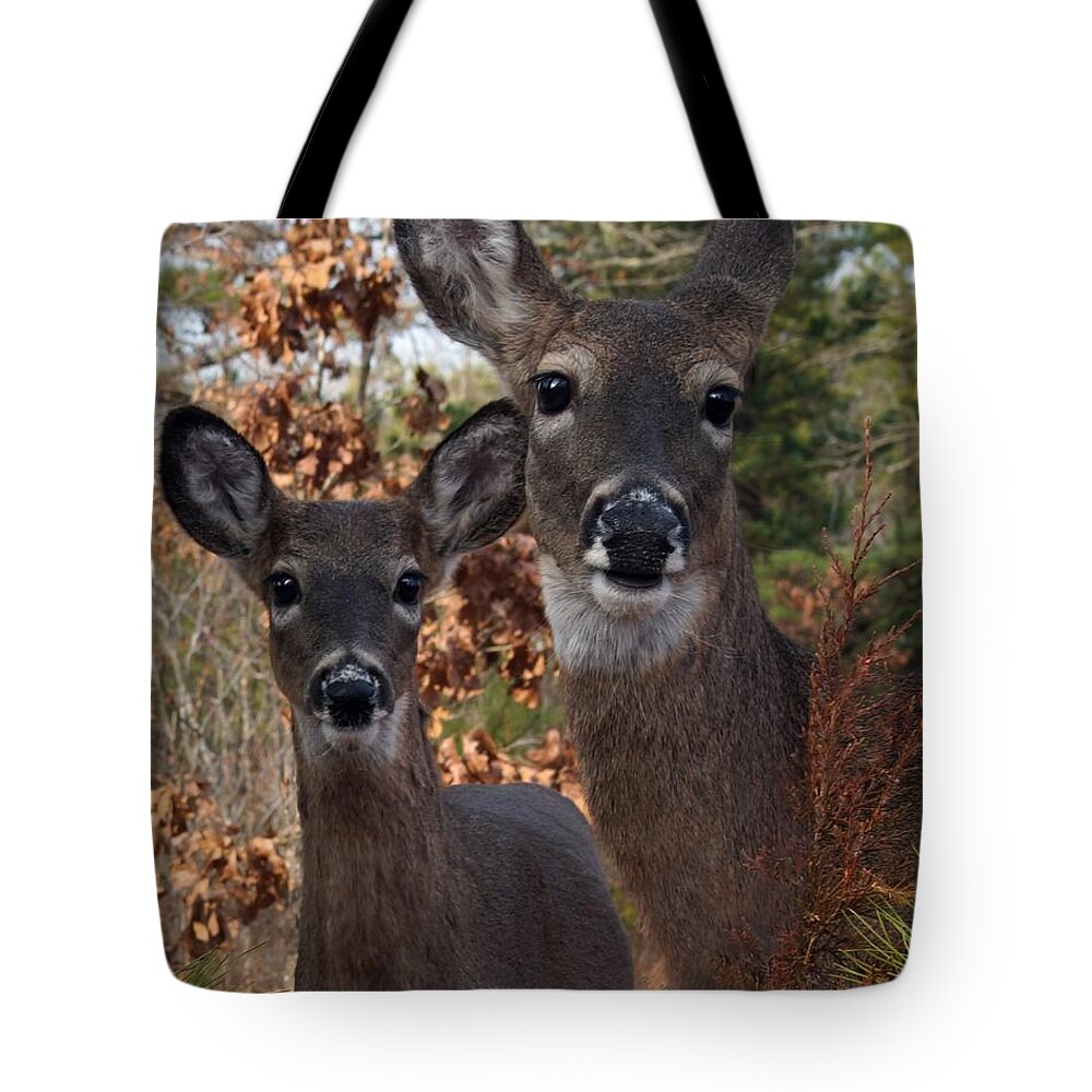 Deer Tote Bag featuring the photograph Closeness by Bill Stephens