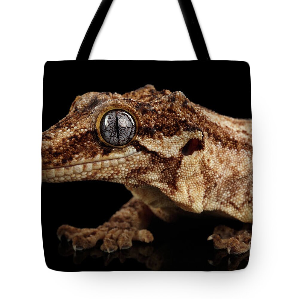 Reptile Tote Bag featuring the photograph Closeup Gargoyle Gecko, Rhacodactylus auriculatus in profile, staring Isolated on black background. by Sergey Taran