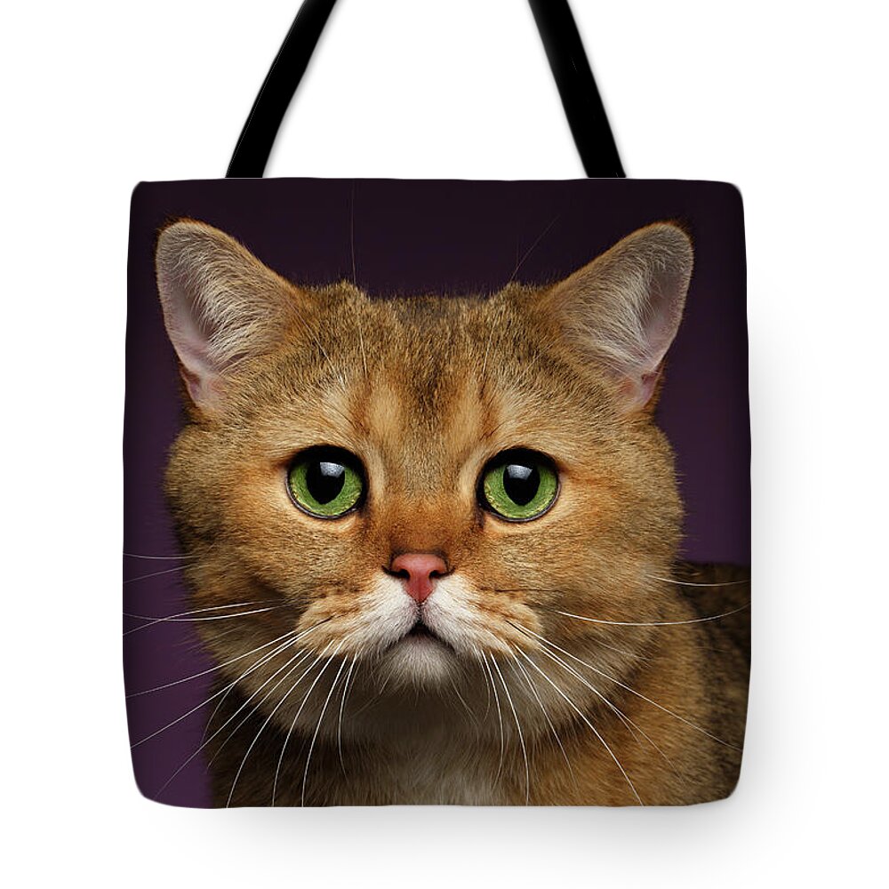 Looking Tote Bag featuring the photograph Closeup Golden British cat with green eyes on purple by Sergey Taran