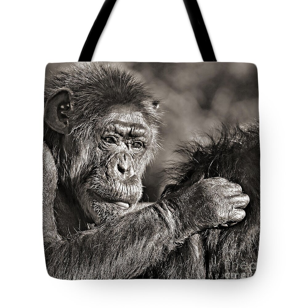 An Elderly Chimp Enjoying Life Tote Bag featuring the photograph Closeup of an Elderly Chimp Grooming Her Mate by Jim Fitzpatrick