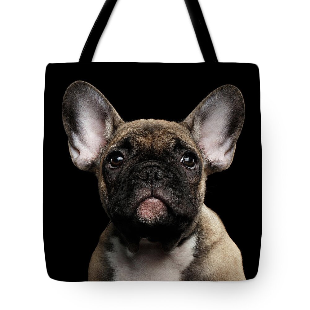 #faatoppicks Tote Bag featuring the photograph Closeup Portrait French Bulldog Puppy, Cute Looking in Camera by Sergey Taran