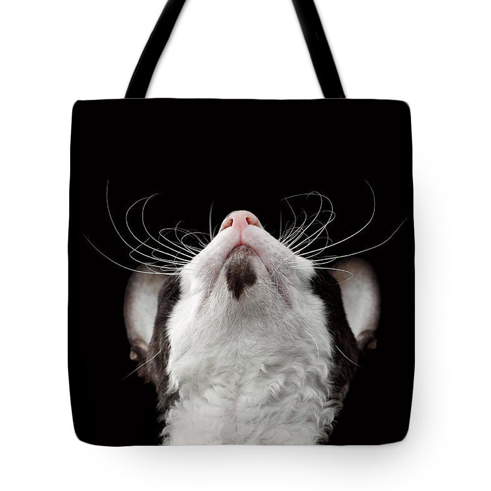 Cat Tote Bag featuring the photograph Closeup Portrait of Cornish Rex Looking Up Isolated on Black by Sergey Taran