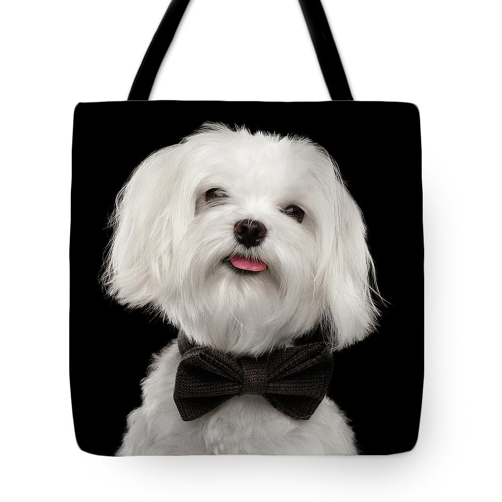 Maltese Tote Bag featuring the photograph Closeup Portrait of Happy White Maltese Dog with bow Looking in Camera isolated on Black background by Sergey Taran