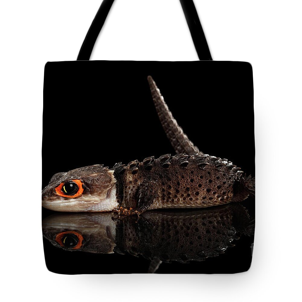 Crocodile Tote Bag featuring the photograph Closeup Red-eyed crocodile skink, tribolonotus gracilis, isolated on Black background by Sergey Taran