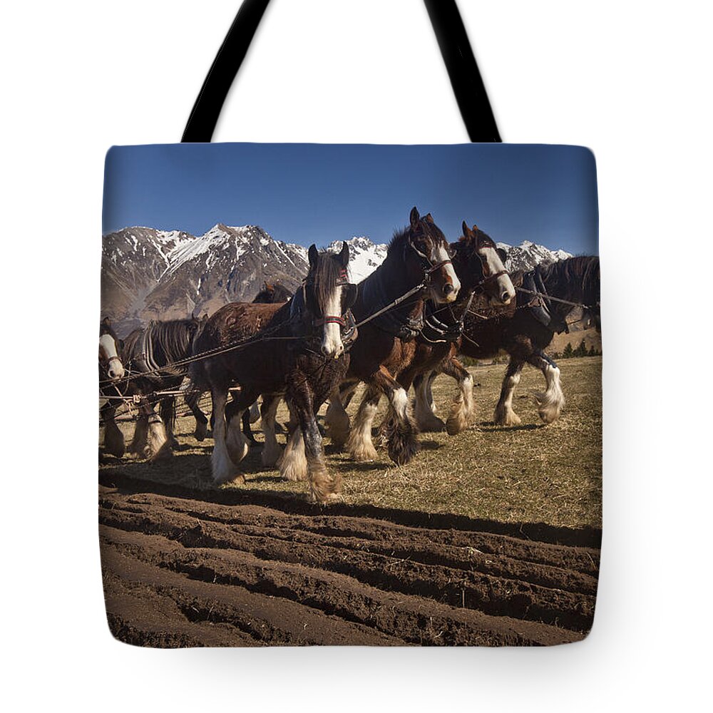 00475843 Tote Bag featuring the photograph Clydesdale Ploughing Field In Erewhon by Colin Monteath