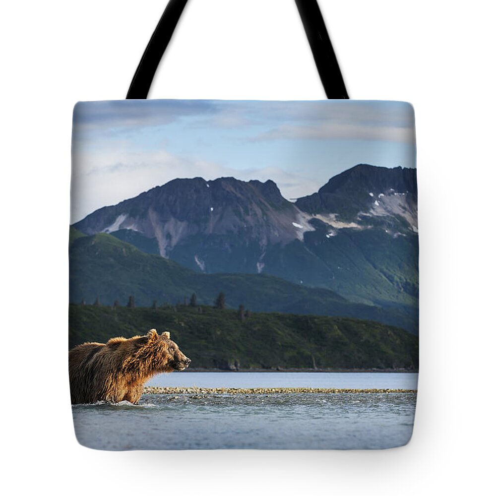 Alaska Tote Bag featuring the photograph Coastal Brown Bear Ursus Arctos by Paul Souders