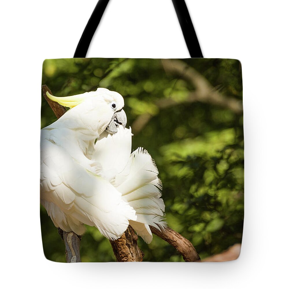 Zoo Tote Bag featuring the photograph Cockatoo Preening by John Benedict