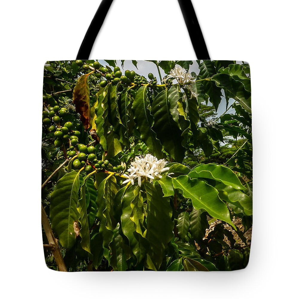 Coffee Tote Bag featuring the photograph Coffee Cherries by Pamela Newcomb