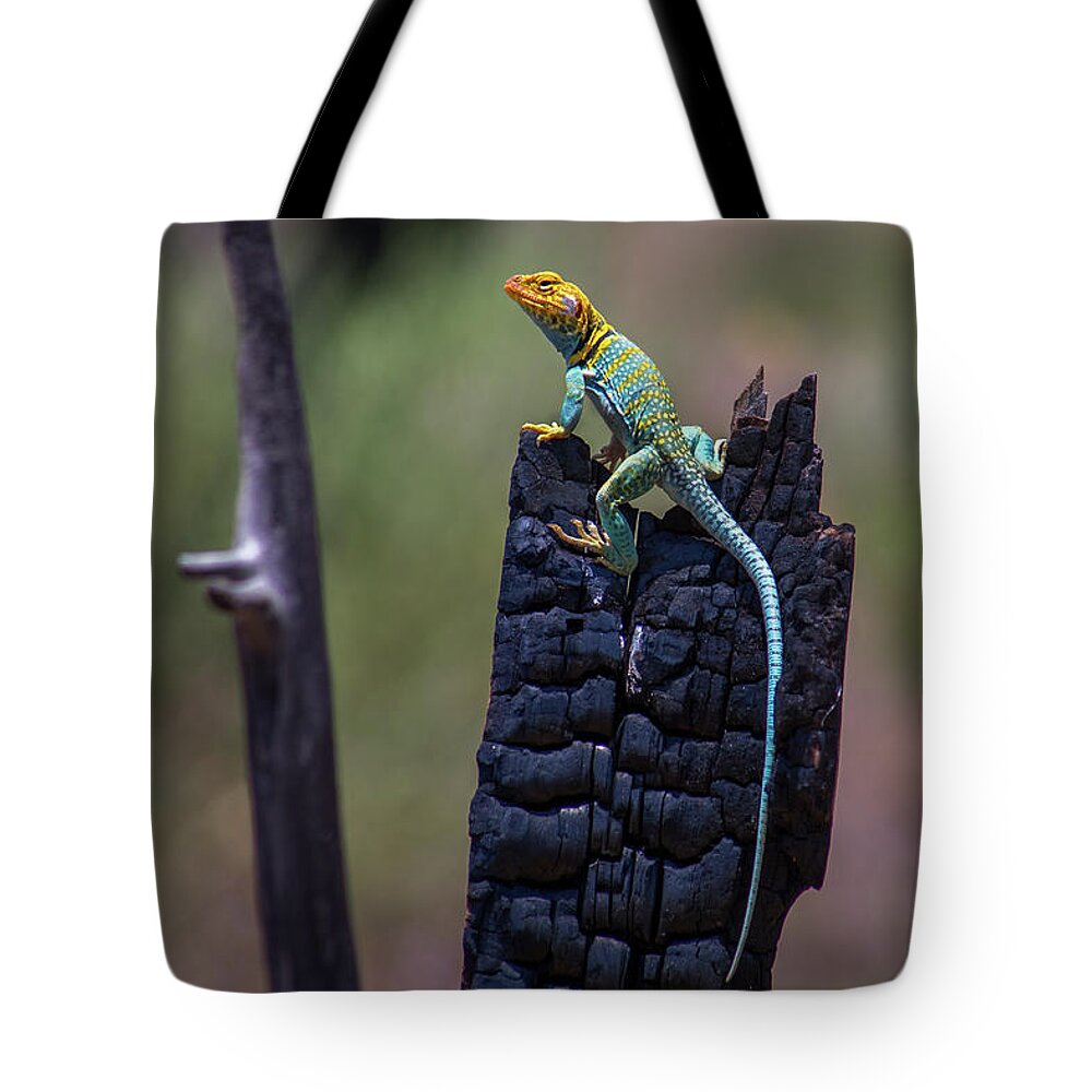 Bright Colors Tote Bag featuring the photograph Collared Lizard on Burnt Tree by Jen Manganello