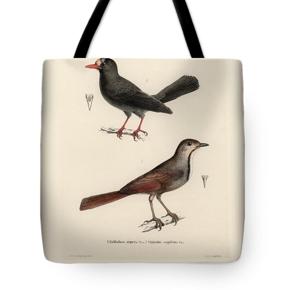 Collared Palm Thrush Tote Bag featuring the drawing Collared Palm Thrush and Chestnut-fronted Helmetshrike by J D L Franz Wagner