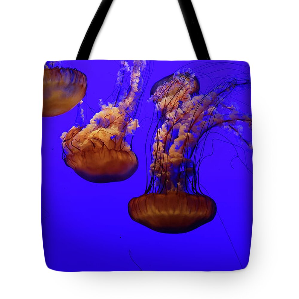 Jellyfish Tote Bag featuring the photograph Collection of jellyfish by Peter Ponzio