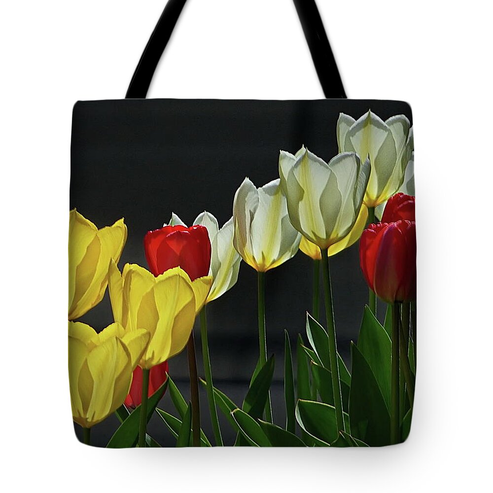 Tulips Tote Bag featuring the photograph Color and Light by Lyuba Filatova