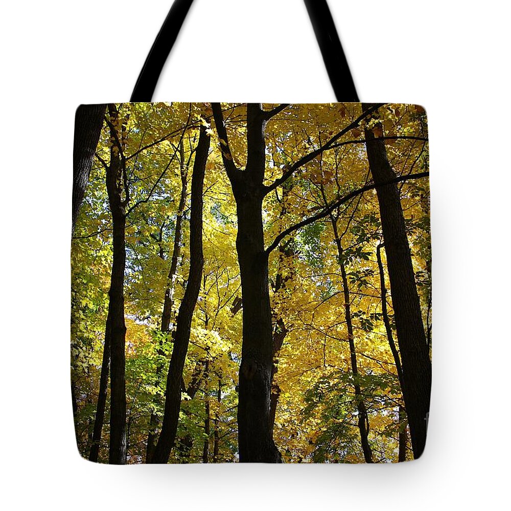 Devil's Lake State Park Tote Bag featuring the photograph Color in Baraboo by Veronica Batterson