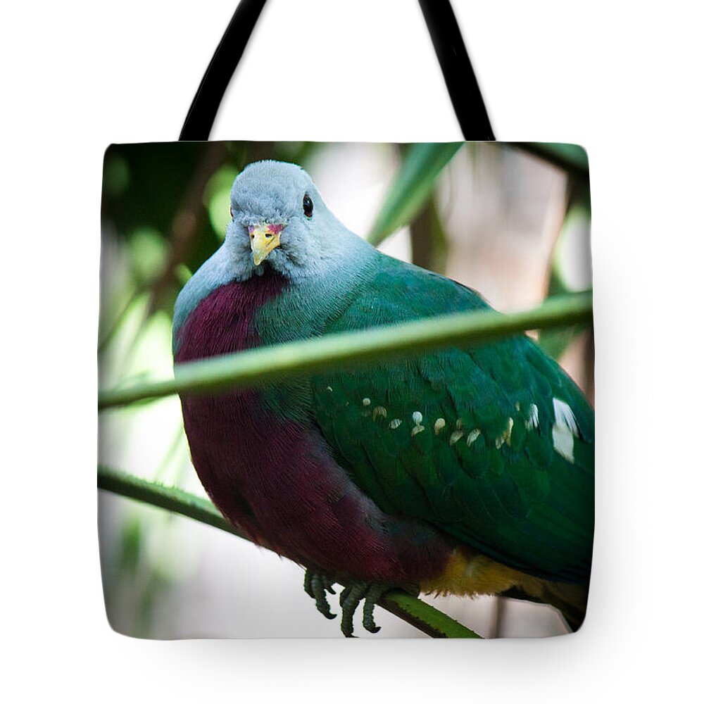 Wild Birds Tote Bag featuring the photograph Color me Plump by Aaron Potts