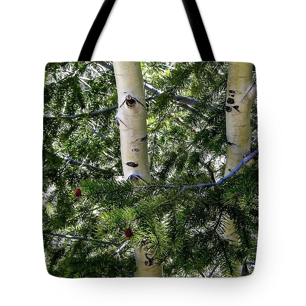 Birch Trees Tote Bag featuring the photograph Colorado Birch Trees by Kathryn Alexander MA