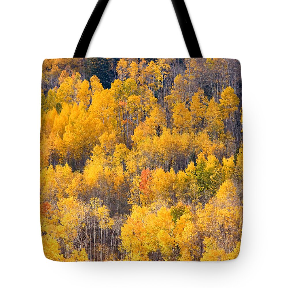 Trees Tote Bag featuring the photograph Colorado High Country Autumn Colors by James BO Insogna