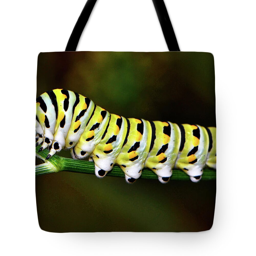 Insect Tote Bag featuring the photograph Colorful Caterpillar 015 by George Bostian