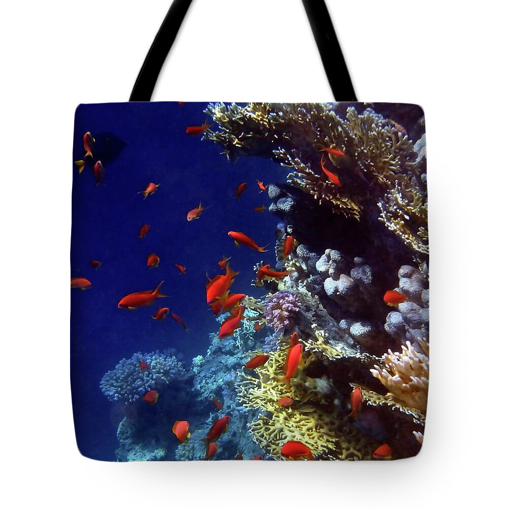 Sea Tote Bag featuring the photograph Colorful Lyretail Anthias by Johanna Hurmerinta