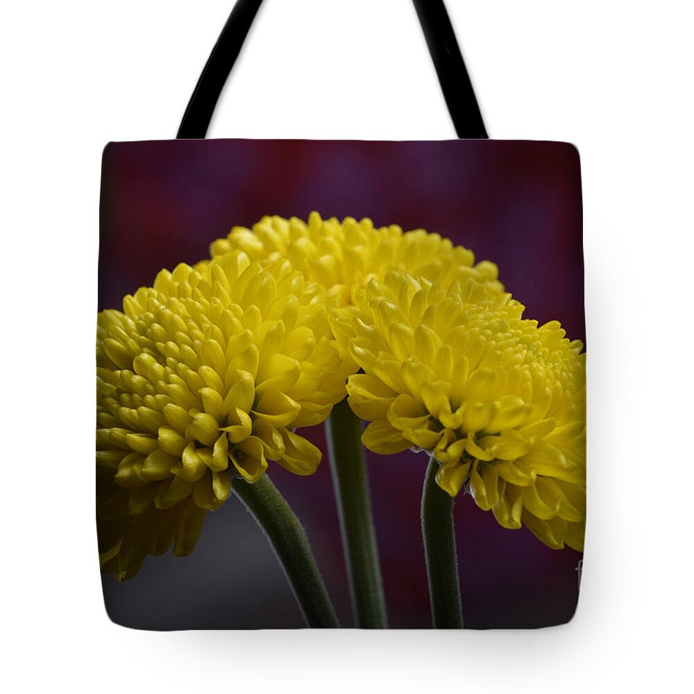 Flower Tote Bag featuring the photograph Colorful triplet by Robert WK Clark