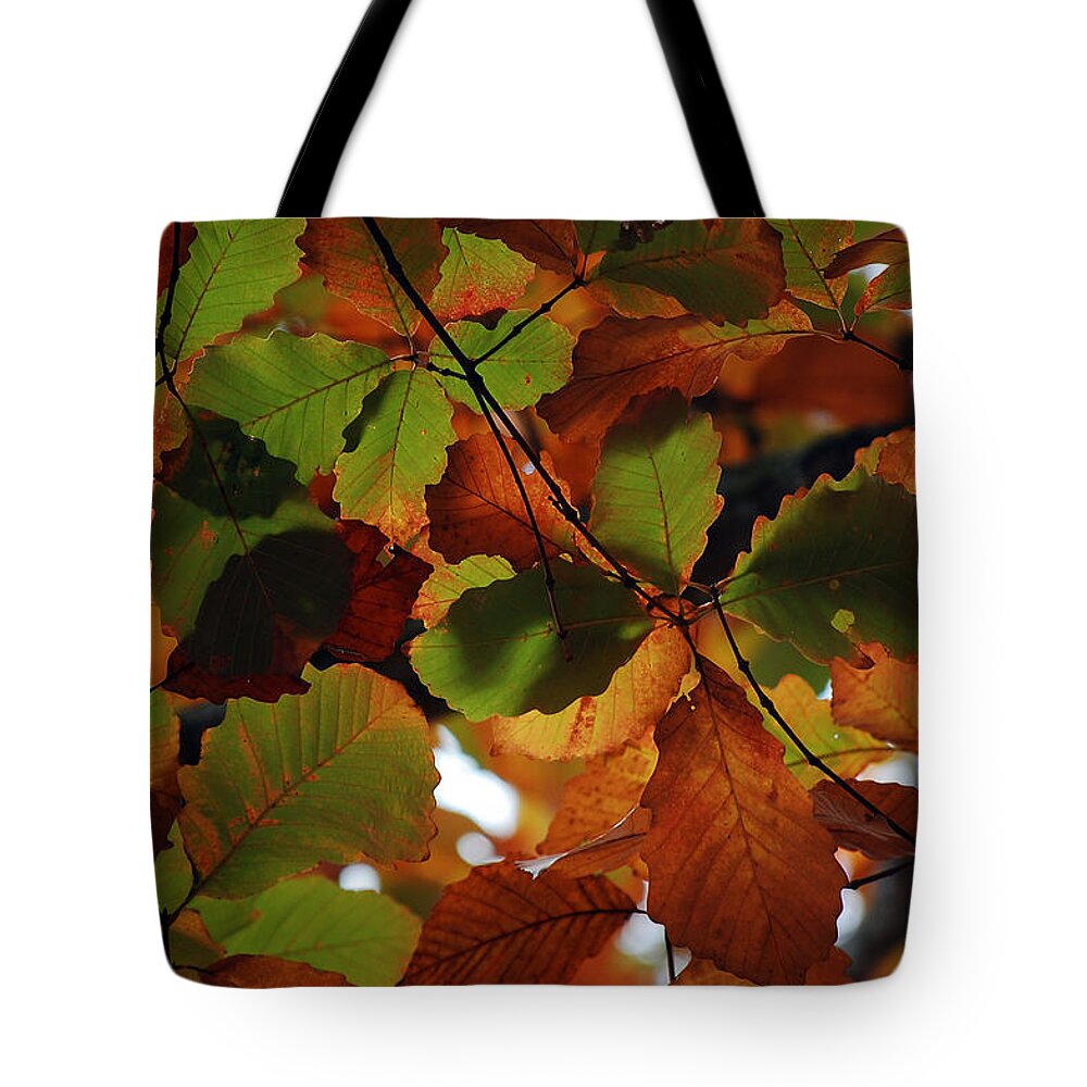 Colour Tote Bag featuring the photograph Colours of Fall II by Robert Meanor