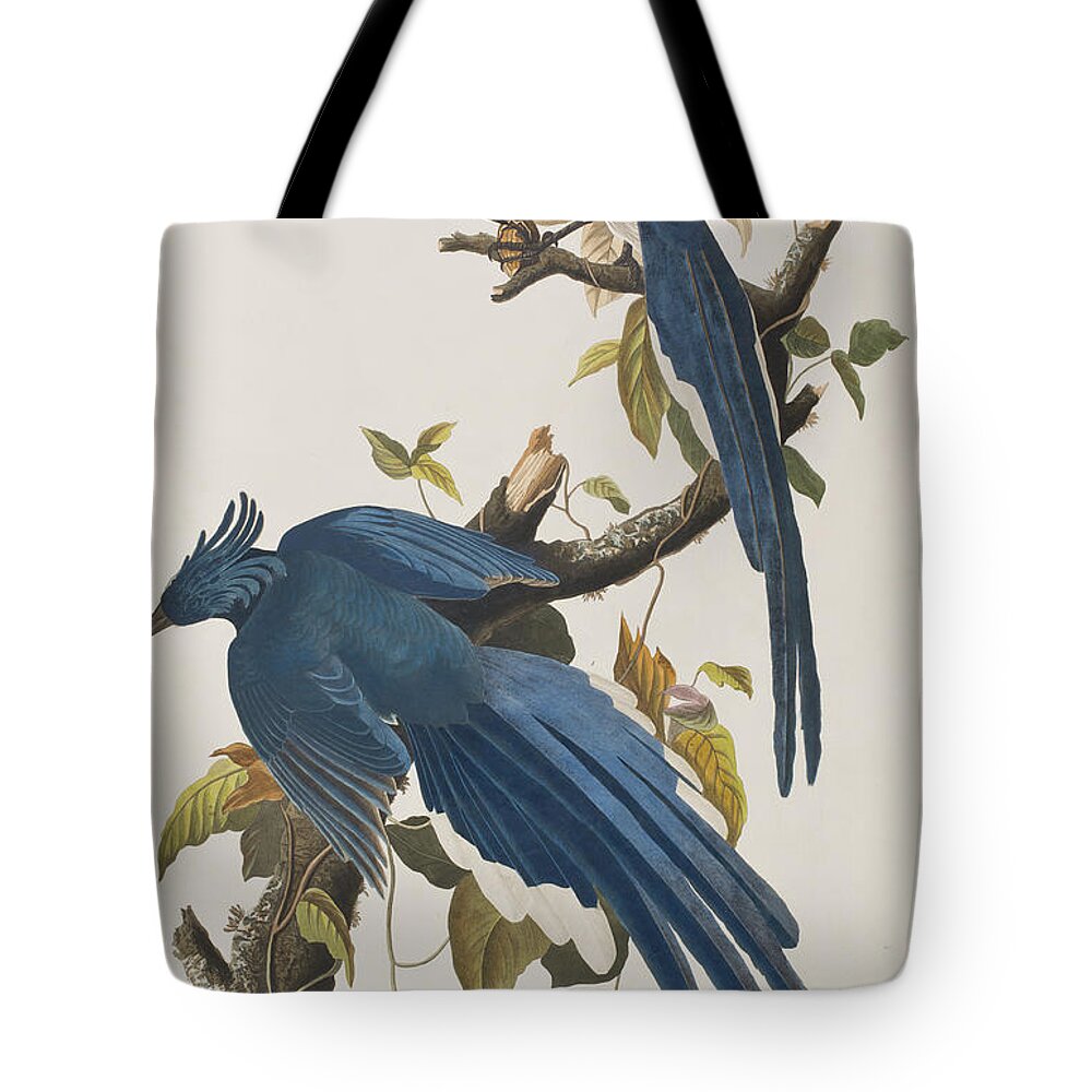 Columbia Jay Tote Bag featuring the painting Columbia Jay by John James Audubon