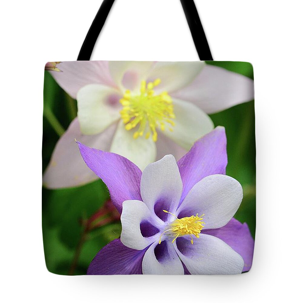 Flowers Tote Bag featuring the photograph Columbine Columbine by Cindy Manero
