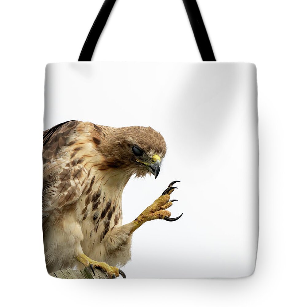 Red Tailed Hawk Tote Bag featuring the photograph Come closer kid by Sam Rino