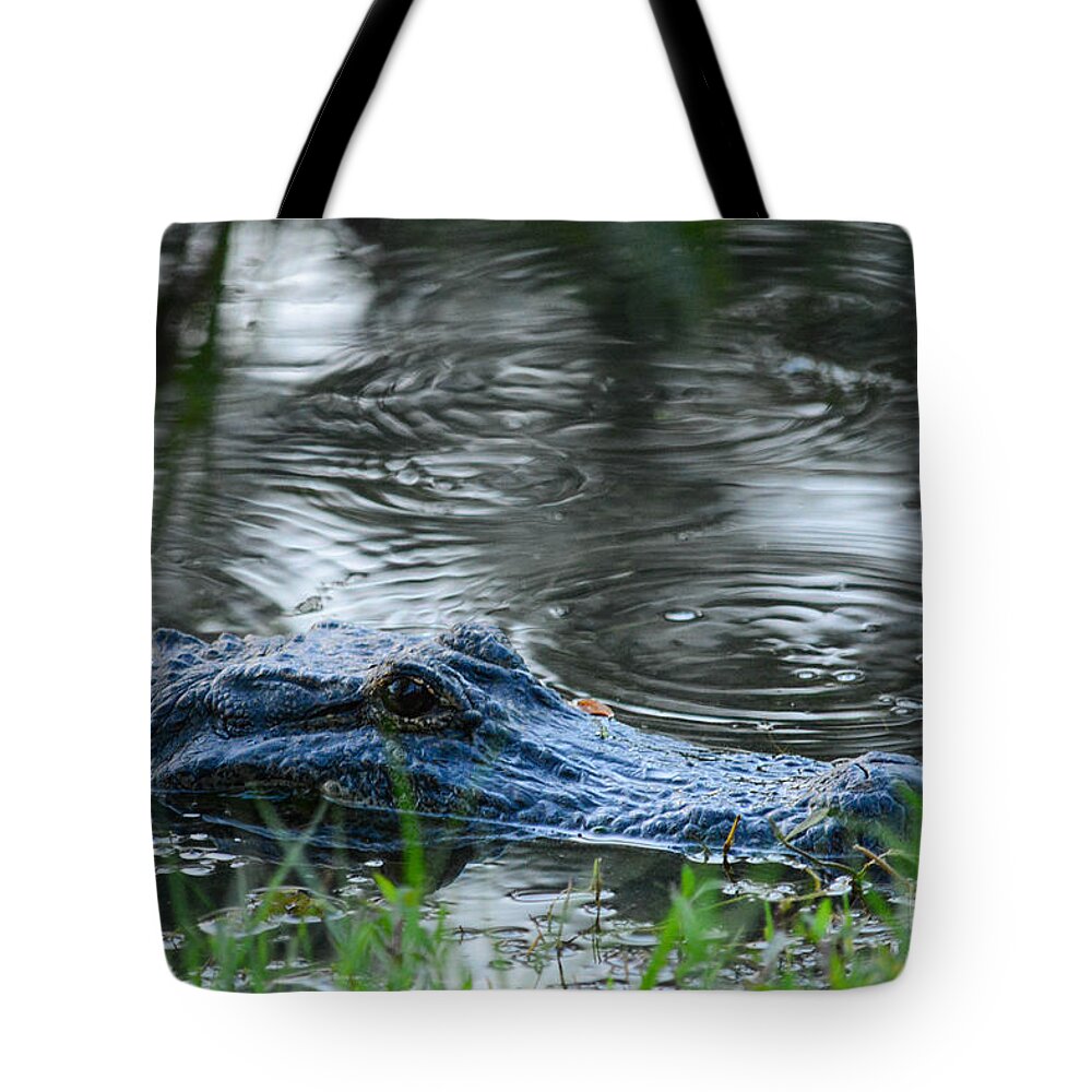 Gator Tote Bag featuring the photograph Come Swimming by Barry Bohn