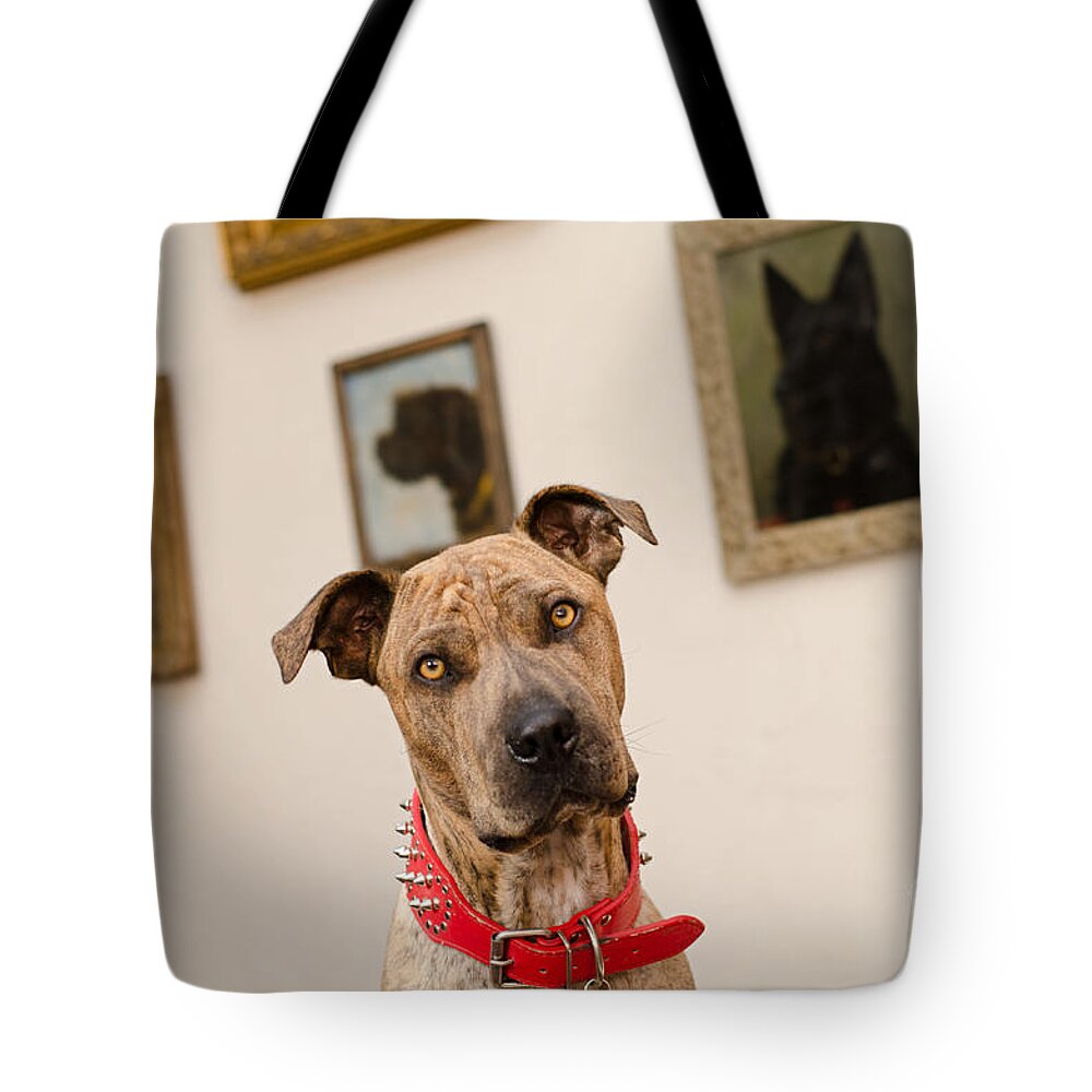 Pet Angel Photography Tote Bag featuring the photograph Commodor by Irina ArchAngelSkaya