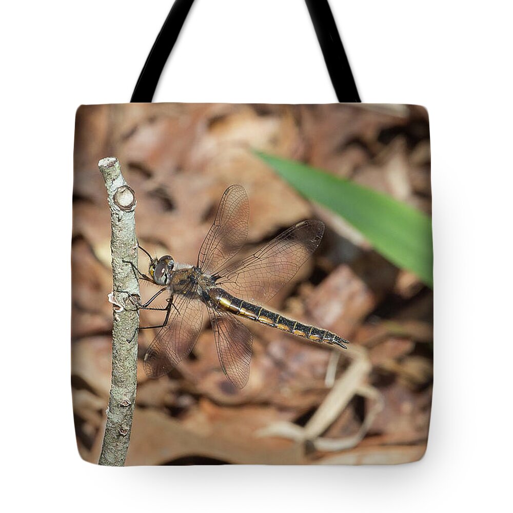 Ronnie Maum Tote Bag featuring the photograph Common Baskettail by Ronnie Maum