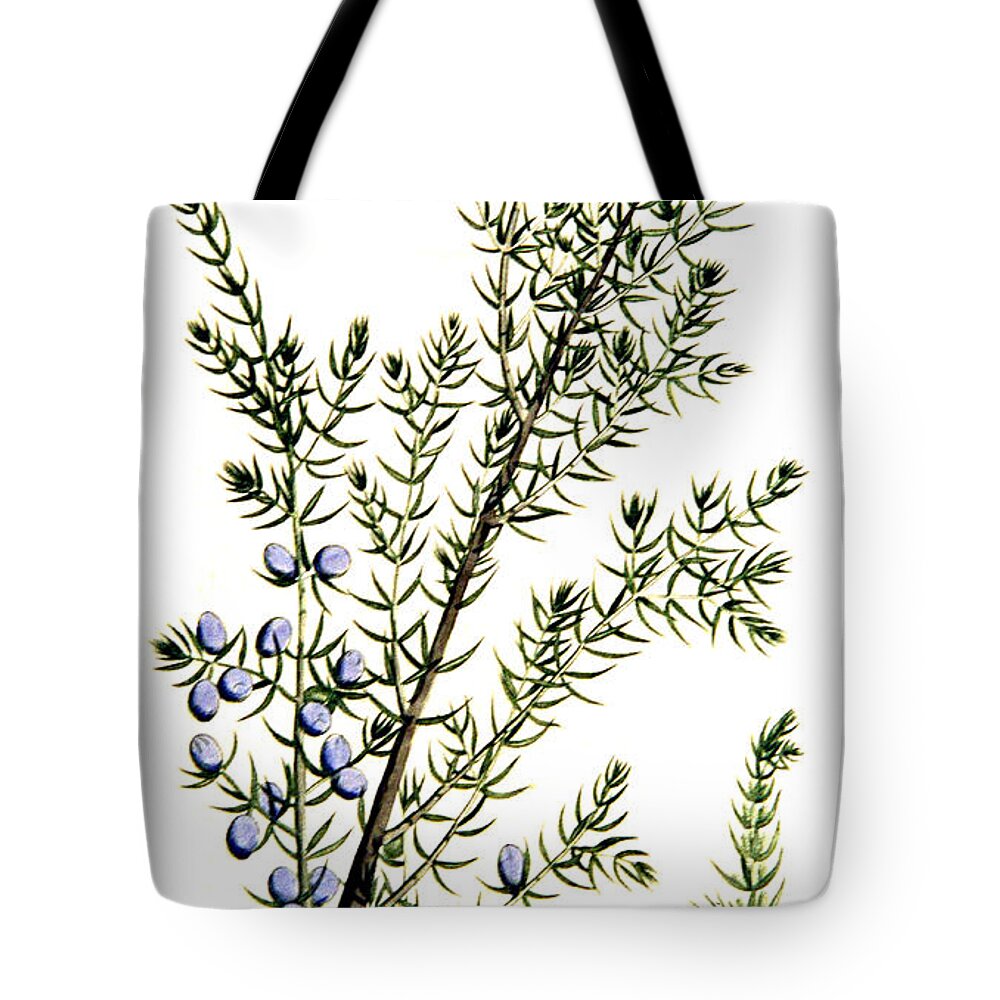 Science Tote Bag featuring the photograph Common Juniper Alchemy Plant by Science Source
