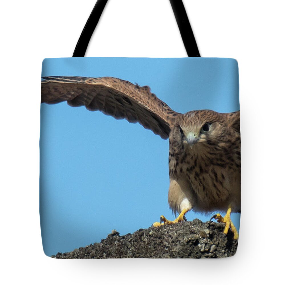 Animal Tote Bag featuring the photograph Common kestrel Juvenile - Falco tinnunculus by Jivko Nakev