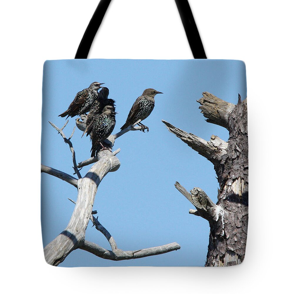 Birding Tote Bag featuring the photograph Common Starling by Captain Debbie Ritter
