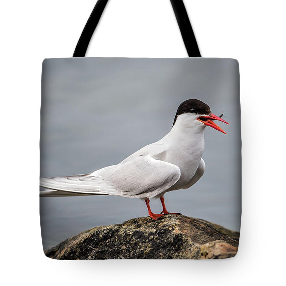 Common Tern Tote Bag featuring the photograph Common Tern by Torbjorn Swenelius