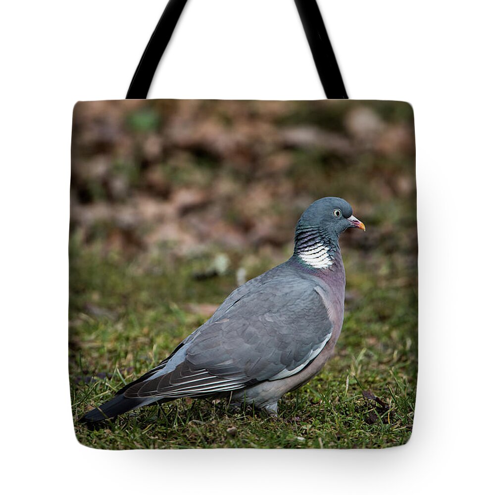 Common Wood Pigeon Tote Bag featuring the photograph Common Wood Pigeon's profile by Torbjorn Swenelius