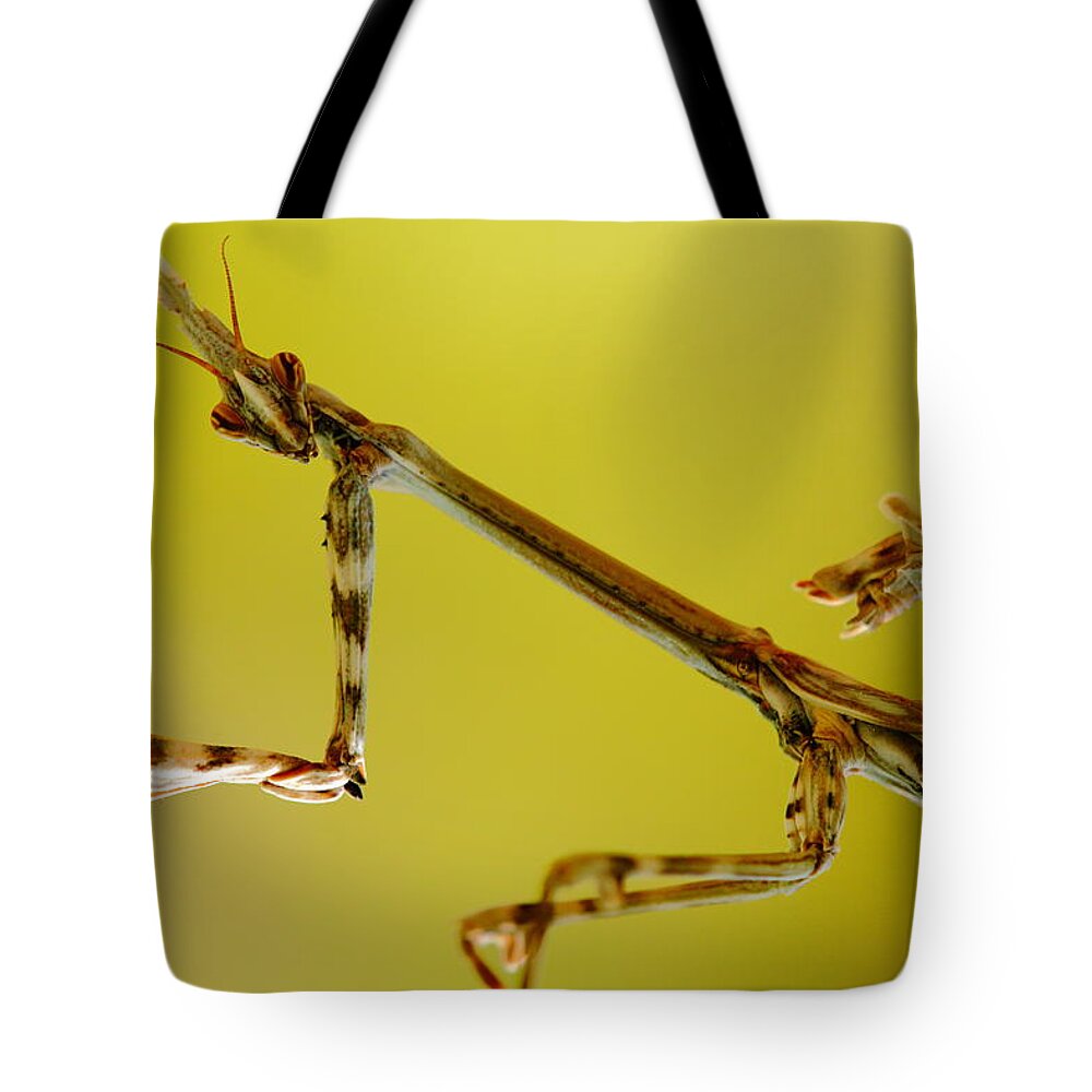 Wildlife Tote Bag featuring the photograph Cone Head Mantis by Richard Patmore
