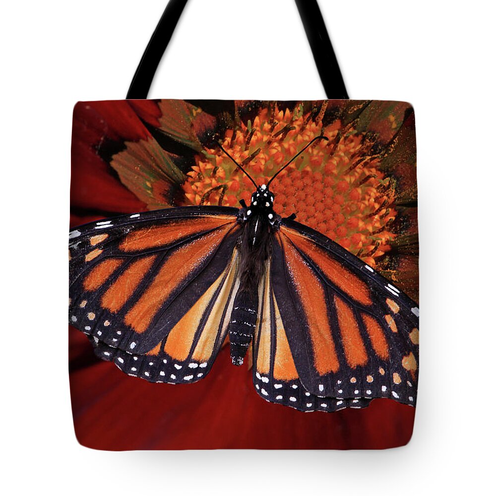 Monarch Butterfly Tote Bag featuring the photograph Connect the Dots by Donna Kennedy