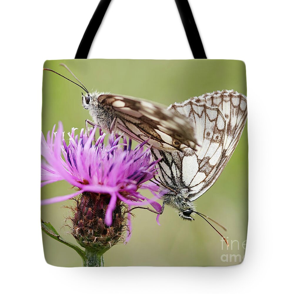 Insect Tote Bag featuring the photograph Contact - Butterflies on the bloom by Michal Boubin
