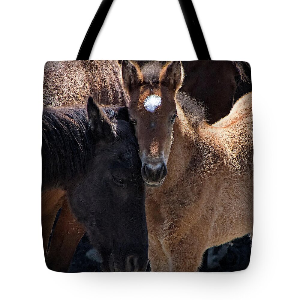 Horse Tote Bag featuring the photograph Content by Waterdancer