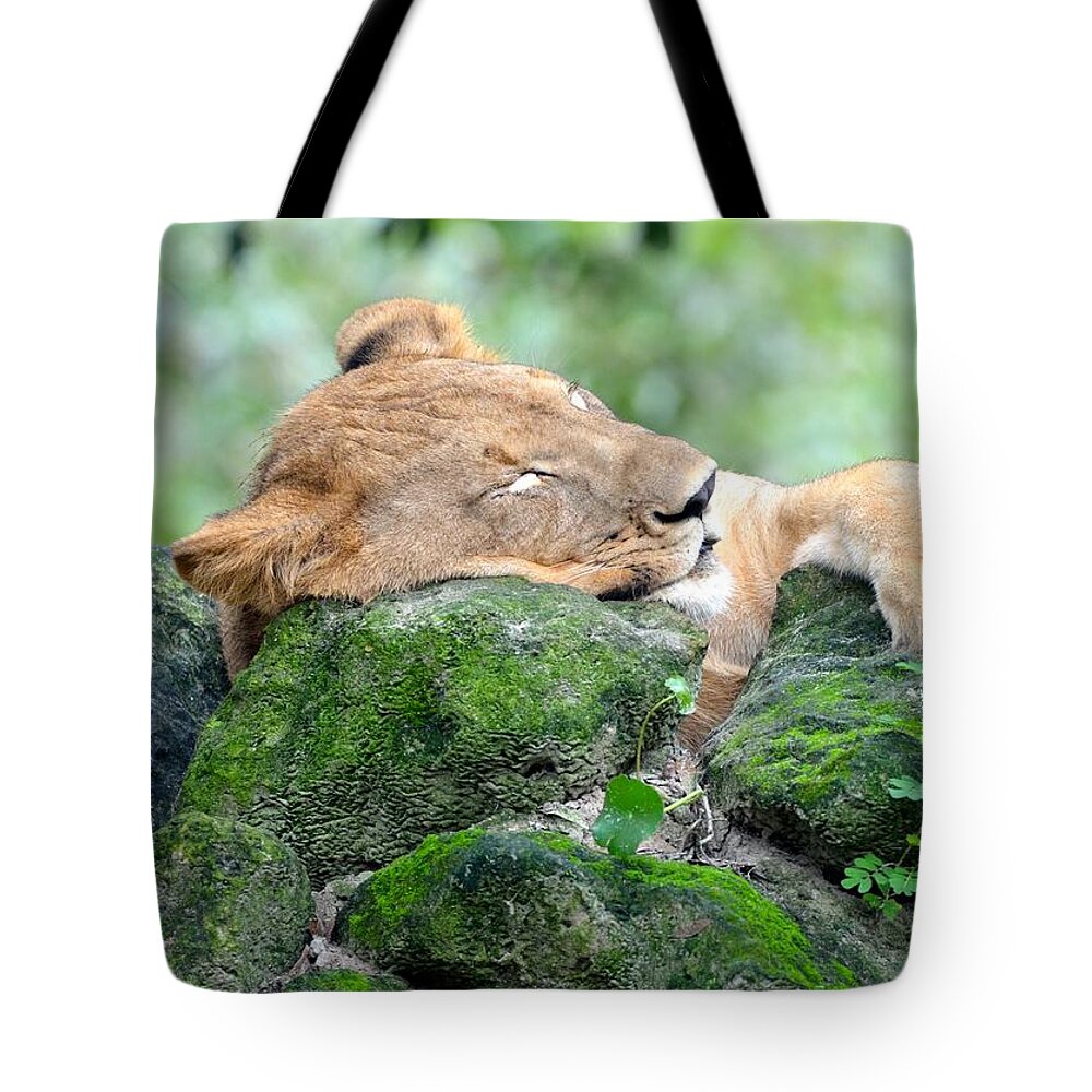 Jacksonville Tote Bag featuring the photograph Contented Sleeping Lion by Richard Bryce and Family