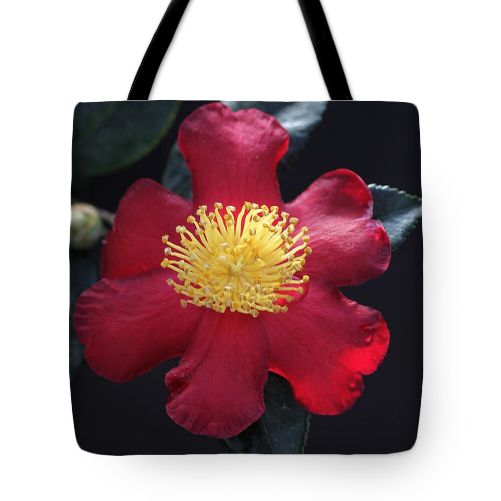 Camellia Tote Bag featuring the photograph Cookie Cutter Camellia by Tammy Pool