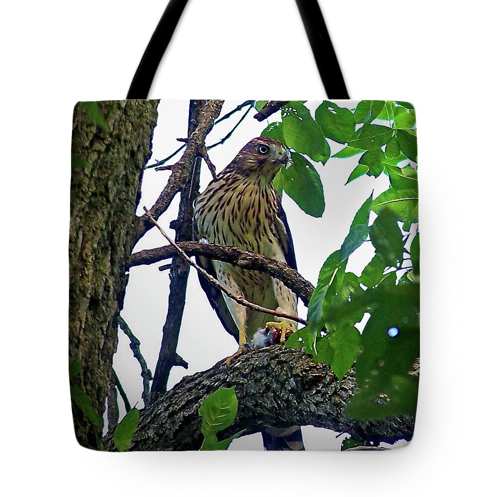 Color Photography Tote Bag featuring the photograph Cooper Hawk by Sue Stefanowicz