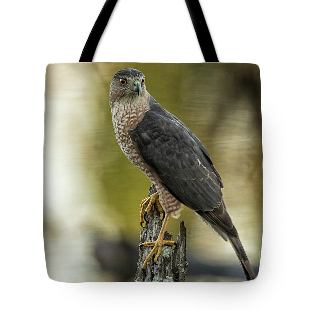 Hawk Tote Bag featuring the photograph Cooper's Hawk by Geraldine DeBoer