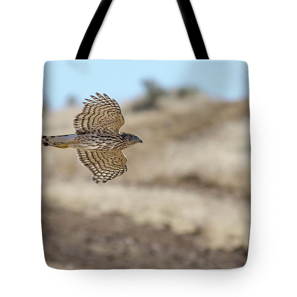 Accipiter Tote Bag featuring the photograph Coopers Hawk in flight by Rick Mosher