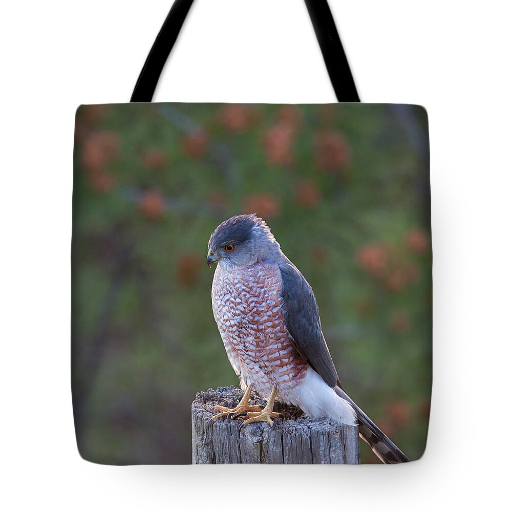 Mark Miller Photos Tote Bag featuring the photograph Coopers Hawk Perched by Mark Miller