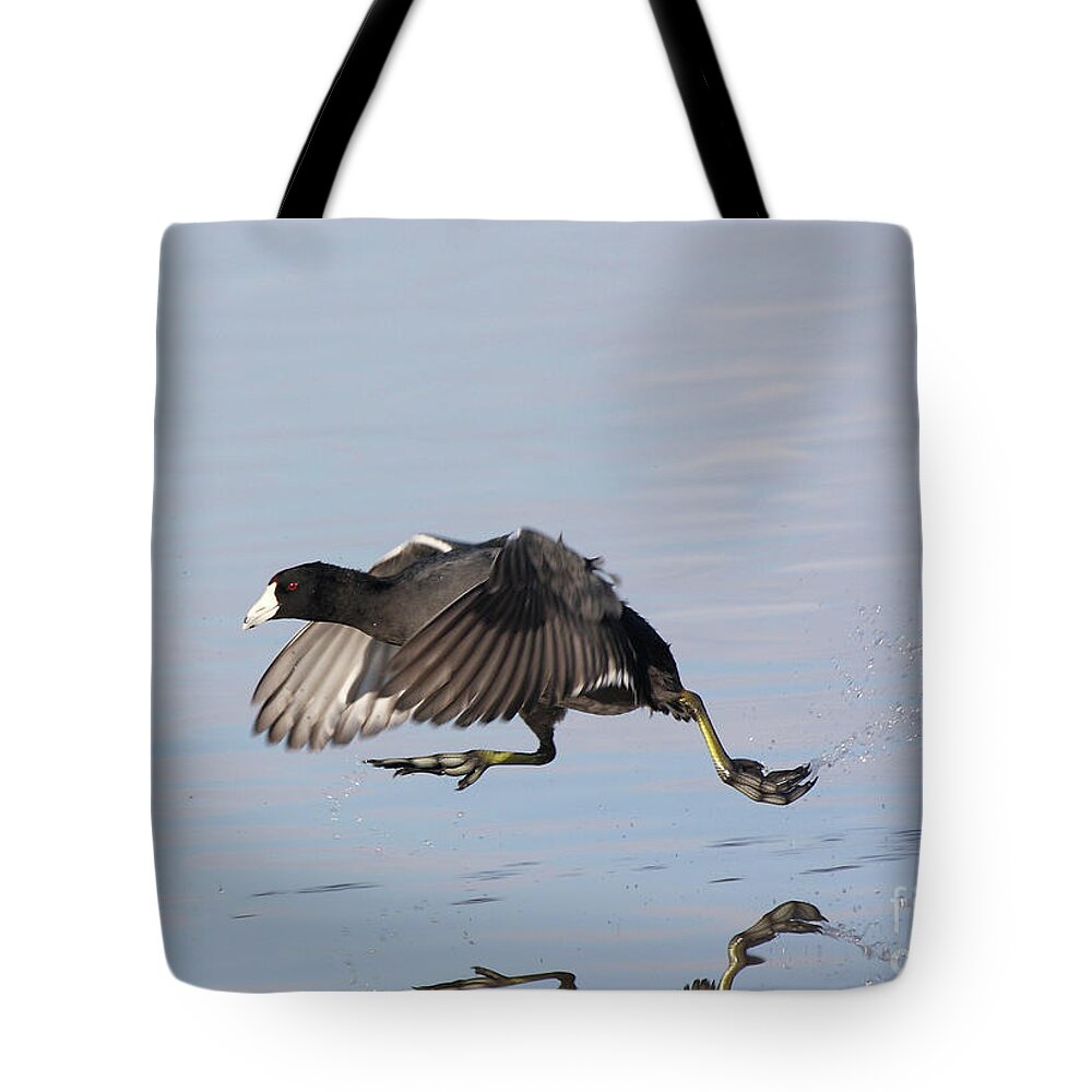 Coot Tote Bag featuring the photograph Coot Walkin On Water by Ruth Jolly
